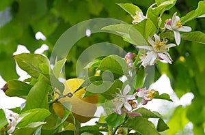 Lemon on tree