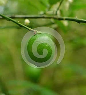 Lemon on the tree