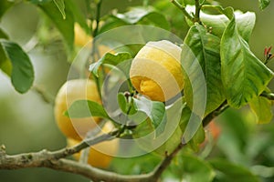 Lemon tree