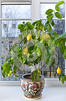 Lemon tree