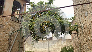 Lemon Tree as a roof