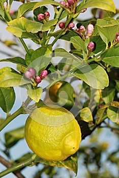 Lemon at tree with blossom photo