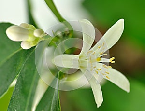 Lemon tree blossom