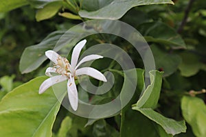 Lemon tree blossom, White flower on a lemon tree on a summer day