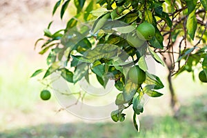 Lemon tree. Branch with fresh green lemons with drop of water after rain, leaves and flowers. Citrus garden in Sicily