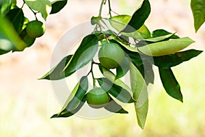 Lemon tree. Branch with fresh green lemons with drop of water after rain, leaves and flowers. Citrus garden in Sicily