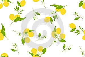 Lemon tree branch with fruits leaves and blossoms, vector seamless pattern on white background