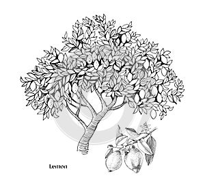 Lemon tree and branch vector