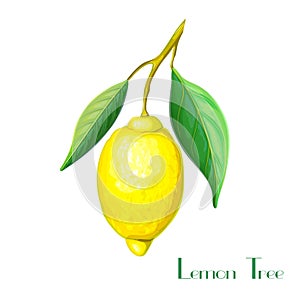 Lemon tree branch with yellow lemon and green leaves isolated on white. Lemon plant illustration. vector hand drawn tropical