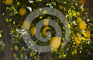 Lemon tree branches with yellow ripe lemons