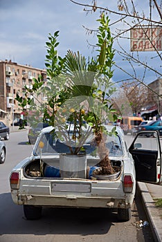 Lemon tree in the car trunk