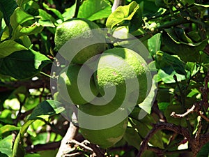 Lemon on a tree