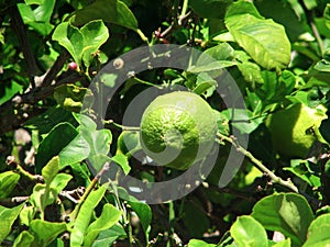 Lemon on a tree