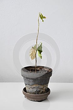 Lemon tree (Citrus limon) houseplant which is dry and dying