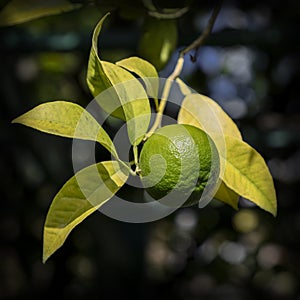 Lemon growing on lemon tree in cultivated garden photo
