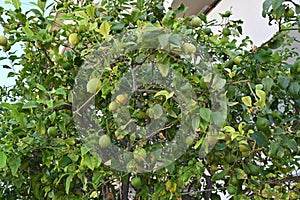 Lemon tree crown with lemon fruits.