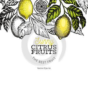 Lemon tree design template. Hand drawn vector fruit illustration. Engraved style banner. Vintage citrus design