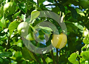 Lemon tree with few lemons growing