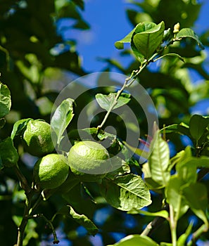 Lemon tree with few lemons growing