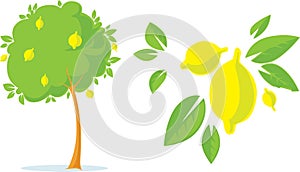 Lemon Tree with Lemon Flat Fresh Design with Citrus - Vector Illustration