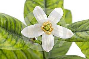 Lemon tree flower