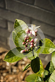 Lemon Tree Flower Buds