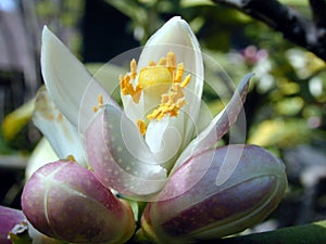 Limón un árbol flor a brotes 