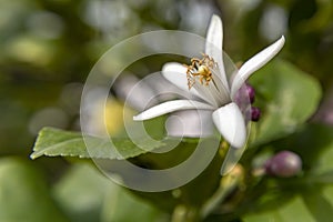 Lemon tree flower close up on blurred background
