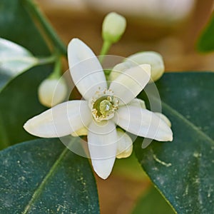 Lemon tree flower closeup