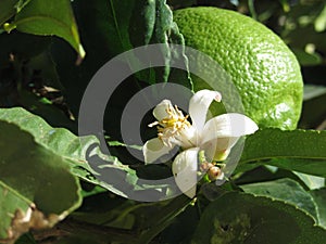 Lemon tree flower with green lemon fruit in background