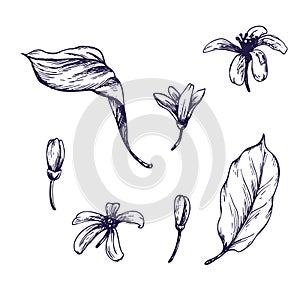 Lemon tree flowers, buds and leaves. Graphic botanical illustration hand drawn in blue ink. Set of isolated objects EPS