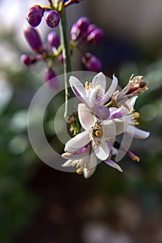 Lemon tree flowers close-up on blurred background