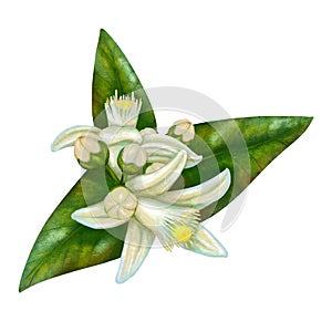 Lemon tree flowers with leaves, stock illustration on a white background, in vintage style, acrylic paints, picture