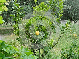 A lemon tree - Front view