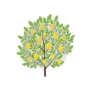 Lemon tree. Fruit tree. Vector illustration.