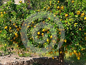 Lemon tree in fruit garden