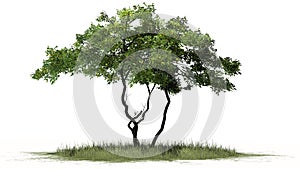 Lemon tree with fruit in the grass