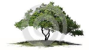 Lemon tree with fruit - isolated on white background