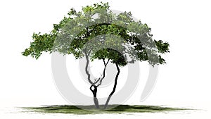 Lemon tree with fruit