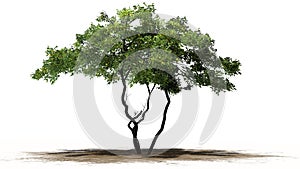 Lemon tree with fruit on sand erea