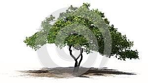 Lemon tree with fruit - isolated on white background