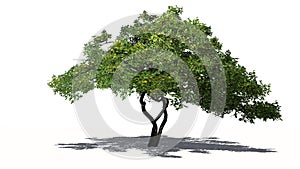 Lemon tree with fruit - isolated on white background