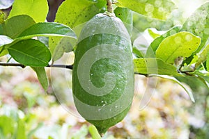 Lemon Tree fruit