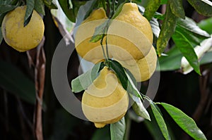 Lemon tree fruits