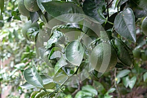 Lemon tree full of fruits
