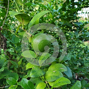 Lemon tree in the garden