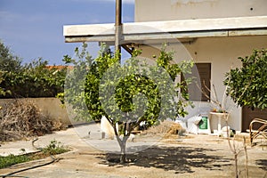 Lemon tree in the garden. Garden in front of the Greek house.