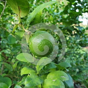 Lemon tree in the garden
