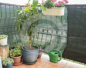 Lemon tree growing in flower pot on balcony