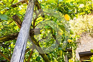 Lemon tree growing on some old wooden beams in south of Italy